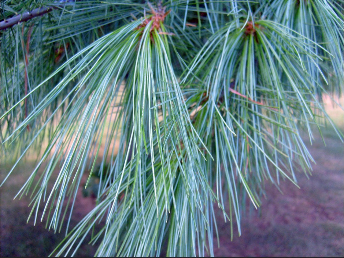 Pine Needle Tincture 2oz