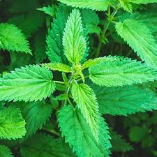 Stinging Nettle Tincture 2oz