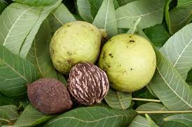 Black Walnut Tincture 2oz