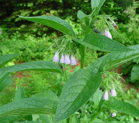 Comfrey Tincture 2oz