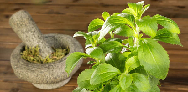 Stevia Tincture 1oz
