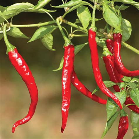 Cayenne Tincture 2oz