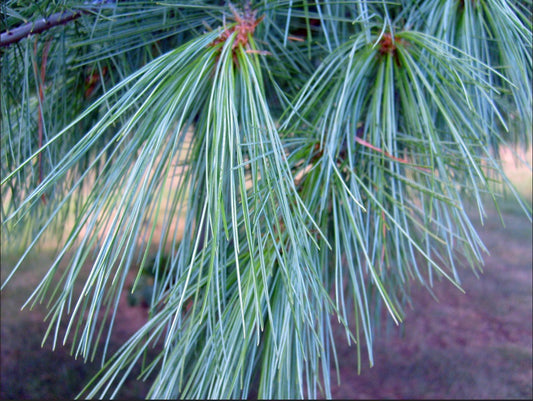 Pine Needle Tincture 2oz