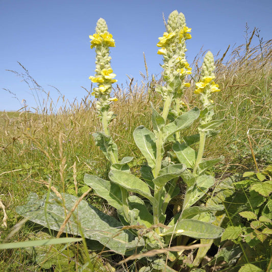Mullein Tincture 2oz
