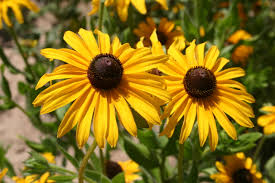 Black-Eyed Susan Tincture 2oz
