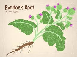 Burdock Tincture 2oz