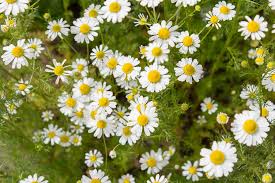 Chamomile Tincture 2oz