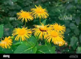 Elecampane Tincture 2oz