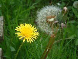 Dandelion Tincture 2oz