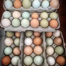 Farm Fresh Eggs - 12 (one dozen)
