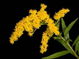 Goldenrod Tincture 2oz