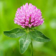 Red Clover Tincture 4oz